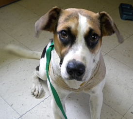 Other Photos of thie Dog