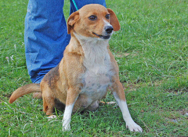 Other Photos of thie Dog
