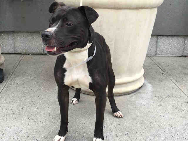 Main Photo of this Dog