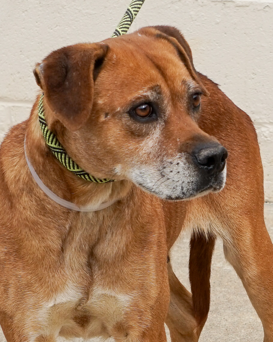 Other Photos of thie Dog