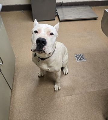 Main Photo of this Dog