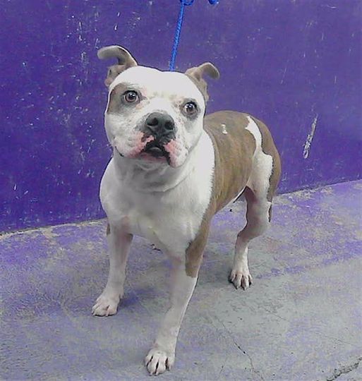 Main Photo of this Dog