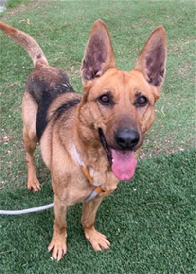 Main Photo of this Dog
