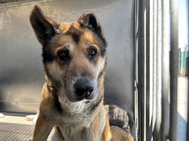Main Photo of this Dog