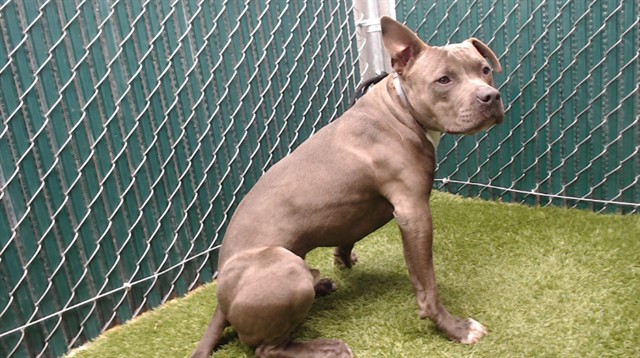Other Photos of thie Dog