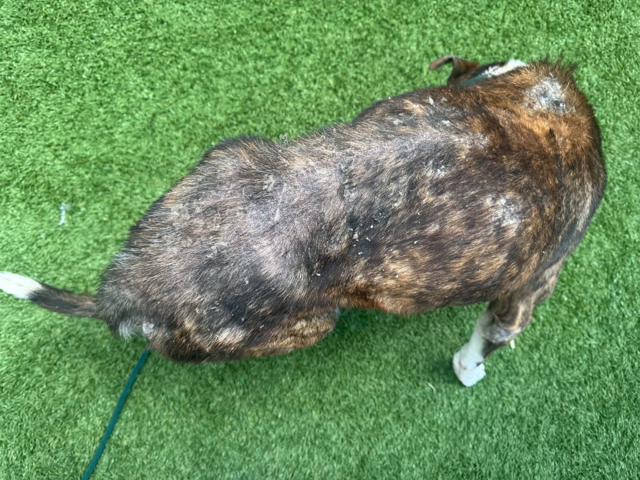Other Photos of thie Dog