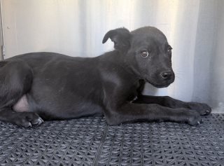 Albert, a Labrador Retriever (mix breed), available for adoption