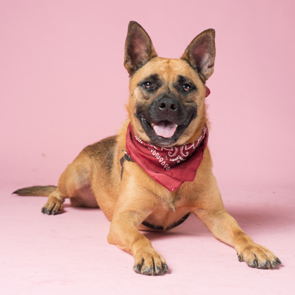 Rex4, a German Shepherd, available for adoption