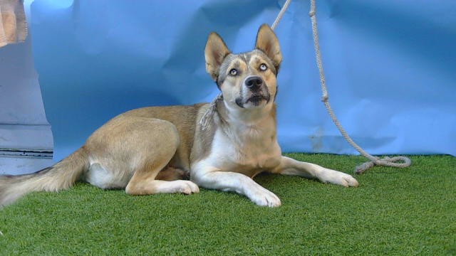 Foxy, a Siberian Husky, available for adoption
