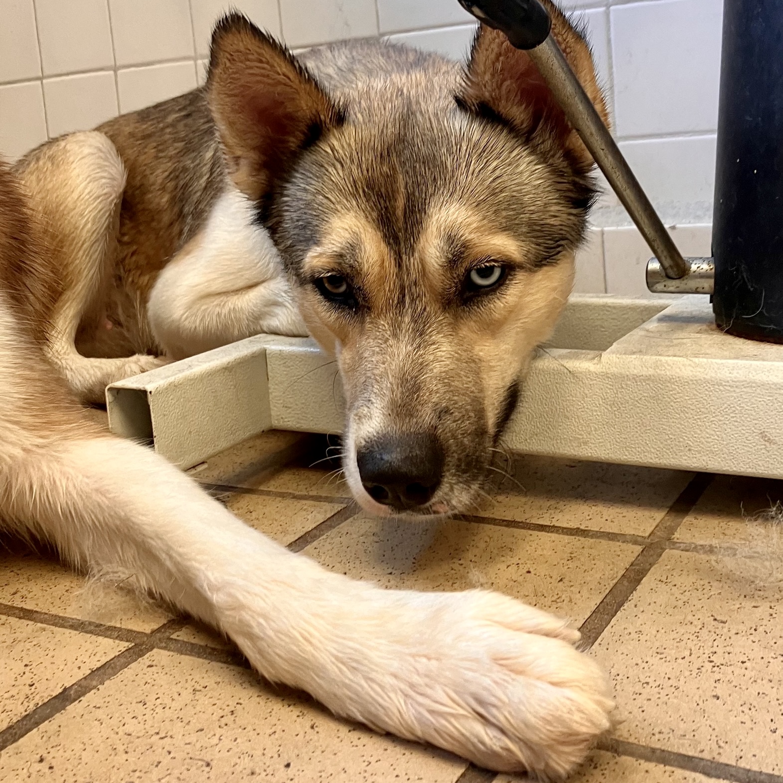 Adoptable pet photo