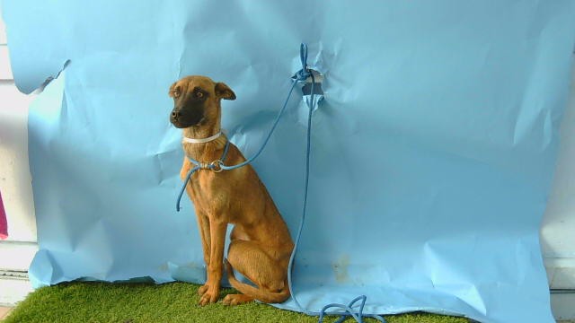 Strawberry, a Belgian Shepherd Malinois, available for adoption