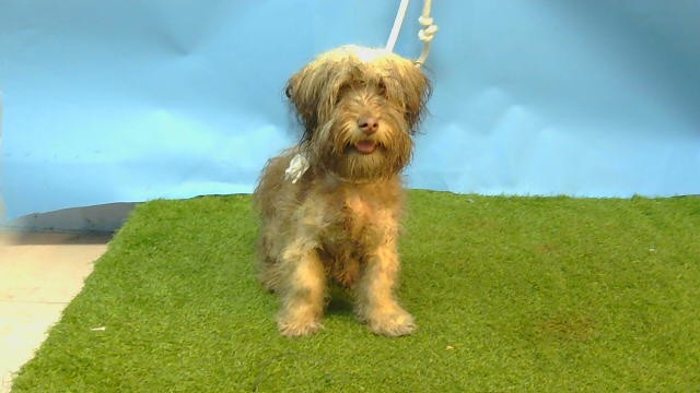 A5790211, a Poodle, available for adoption