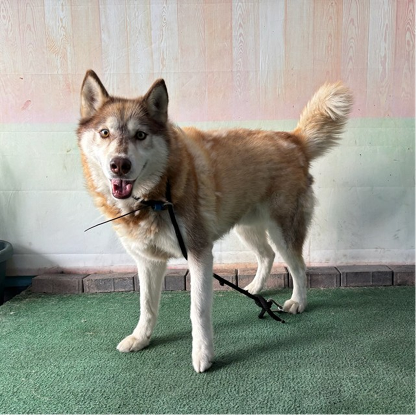 Brownie, a Husky, available for adoption
