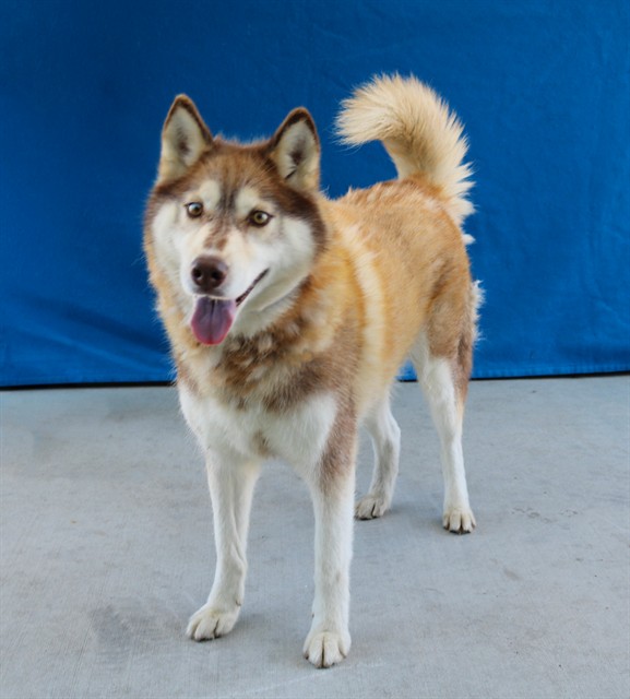 Brownie, a Husky, available for adoption
