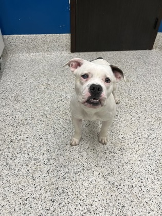 Hannah, a Terrier, available for adoption