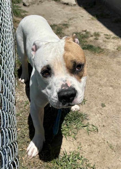 Waldo, a Pit Bull Terrier, available for adoption