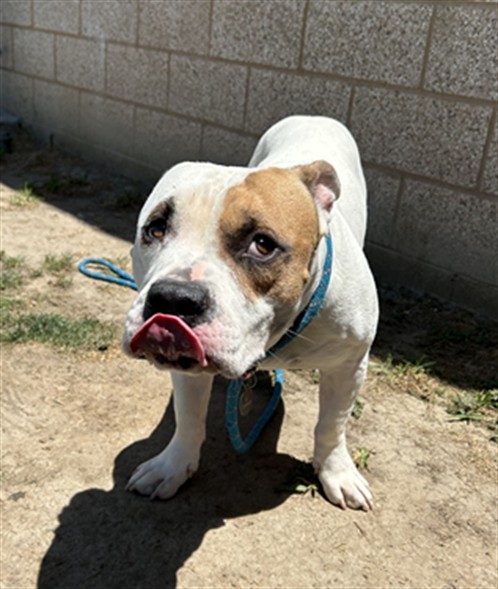 Other Photos of thie Dog