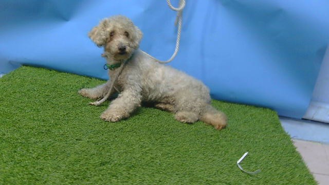 A5790741, a Poodle, available for adoption