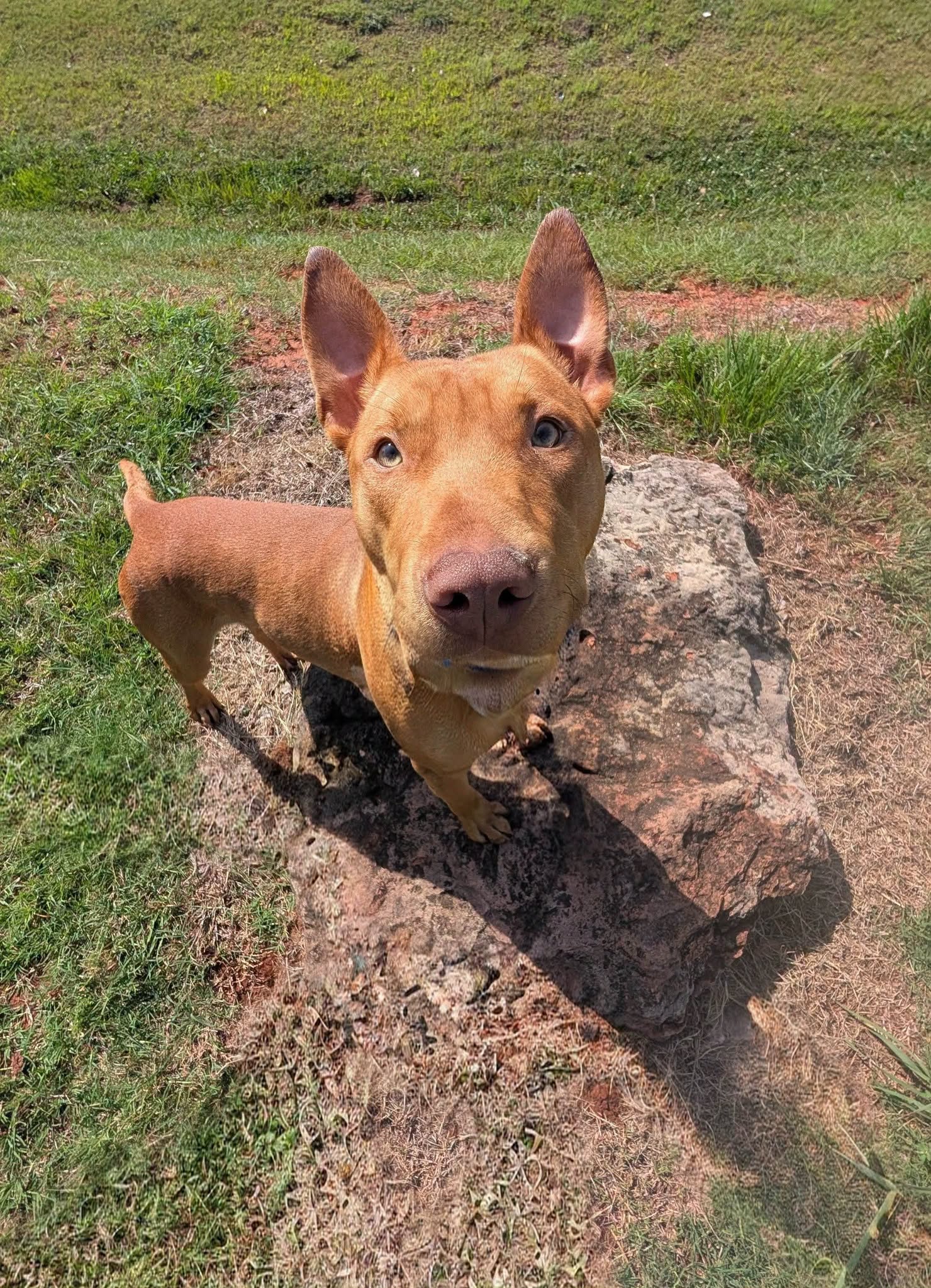 Other Photos of thie Dog