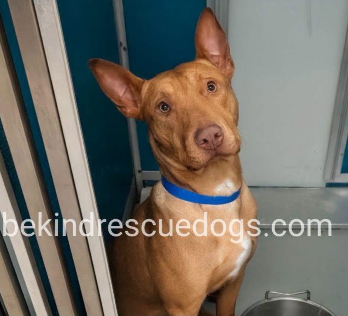 Bullwinkle, a Bull Terrier, available for adoption