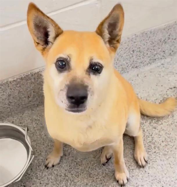 Canela, a Shiba Inu (mix breed), available for adoption
