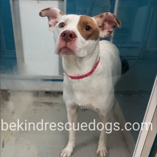 A478498, a American Staffordshire Terrier, available for adoption