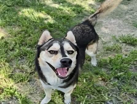 Other Photos of thie Dog