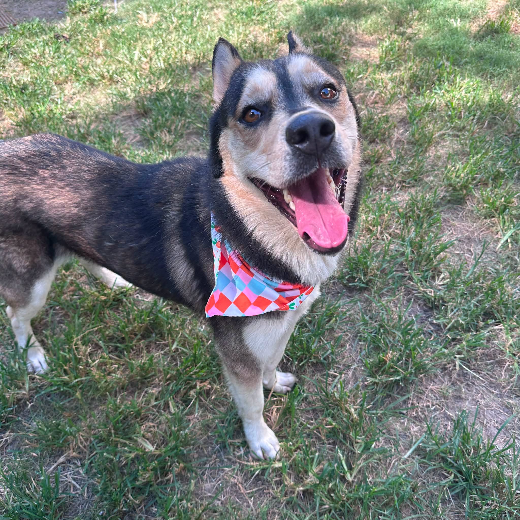 Balto, a Siberian Husky, available for adoption