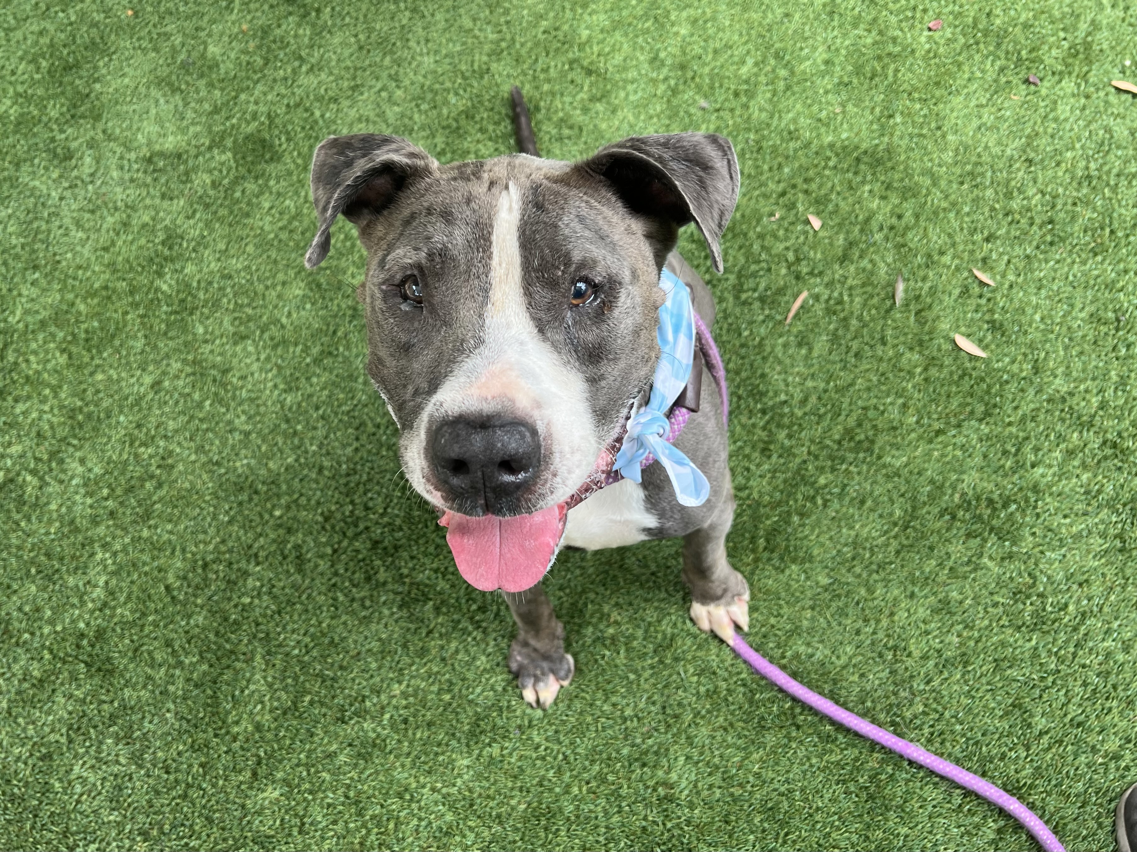 Rhino, a Pit Bull Terrier, available for adoption