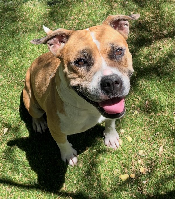 Gladys, a Pit Bull Terrier, available for adoption