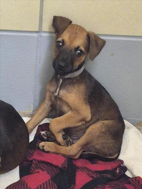 Mocha, a German Shepherd (mix breed), available for adoption