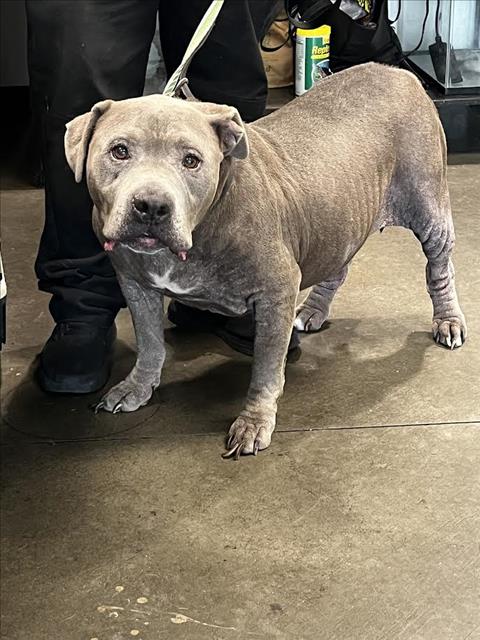 Big Fella, a Staffordshire Bull Terrier, available for adoption