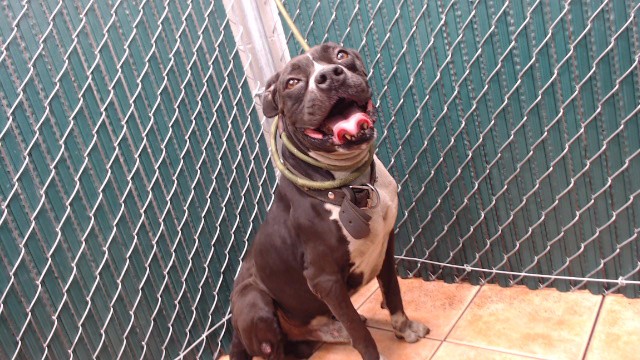 Adoptable pet photo