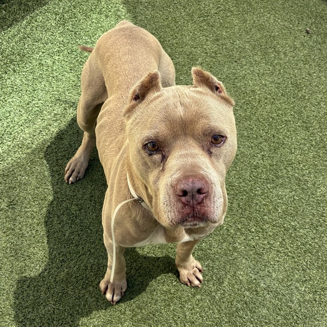 Adoptable pet photo