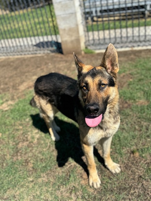Adoptable pet photo