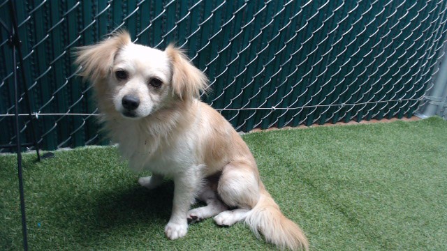 Adoptable pet photo