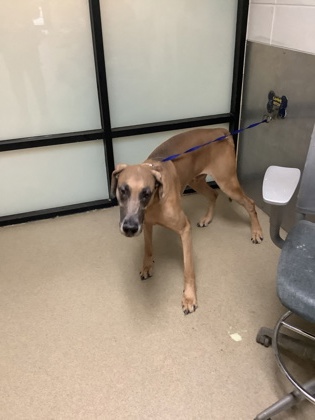 Adoptable pet photo