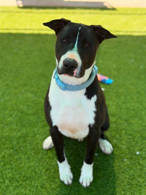 Luca, a Bull Terrier, available for adoption
