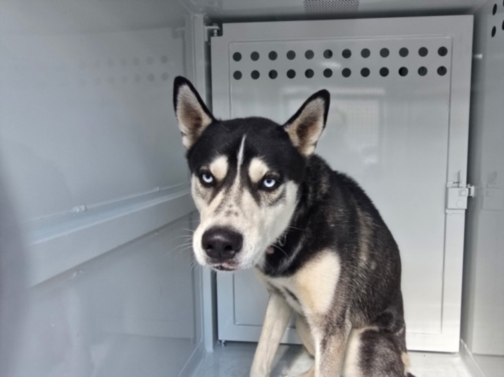 Adoptable pet photo