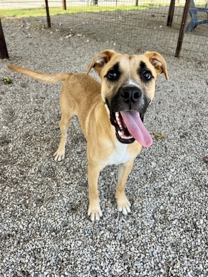 Adoptable pet photo
