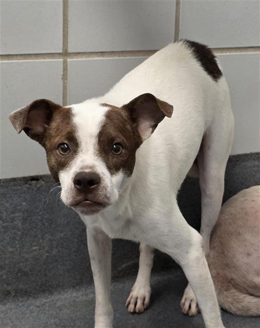Adoptable pet photo