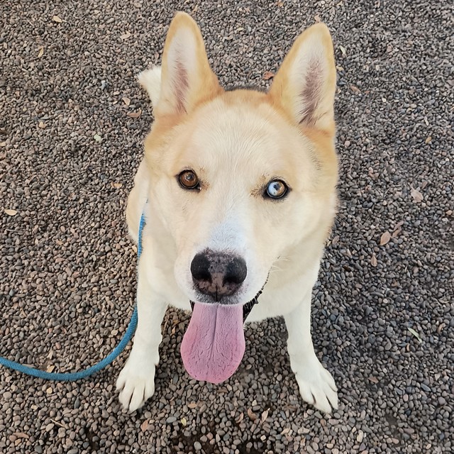 Adoptable pet photo