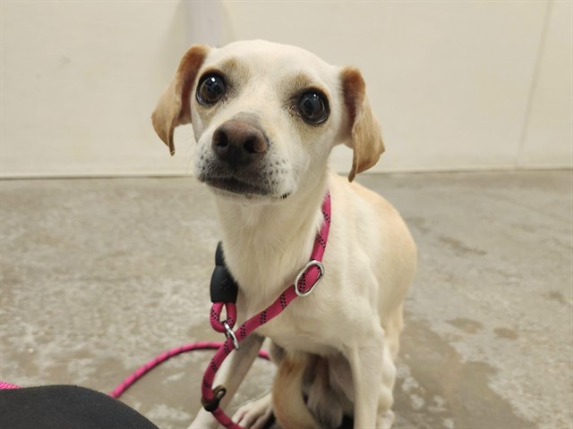 Adoptable pet photo