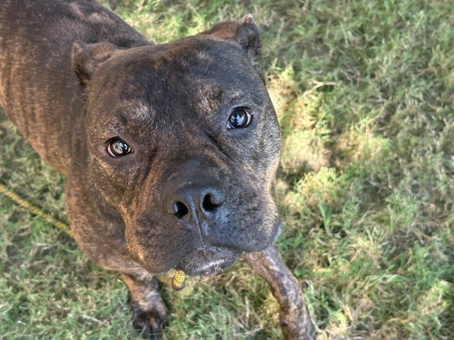 Argo, a Pit Bull Terrier (mix breed), available for adoption