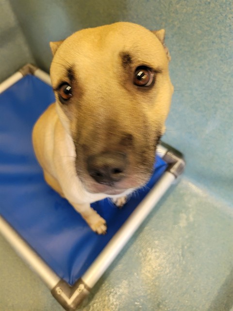 A5797150, a Terrier, available for adoption