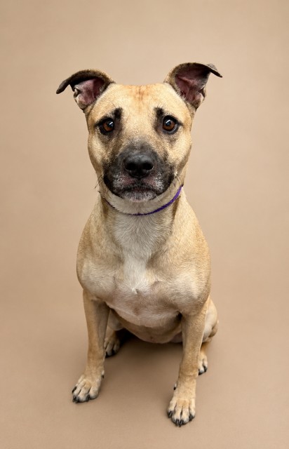Bon Bon, a Terrier, available for adoption
