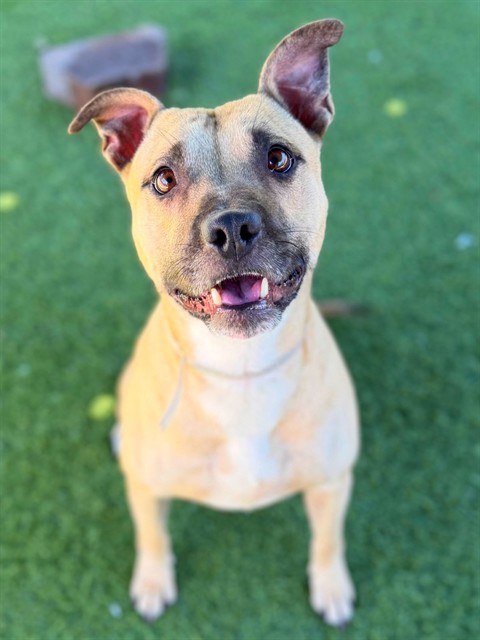 Bon Bon, a Terrier, available for adoption