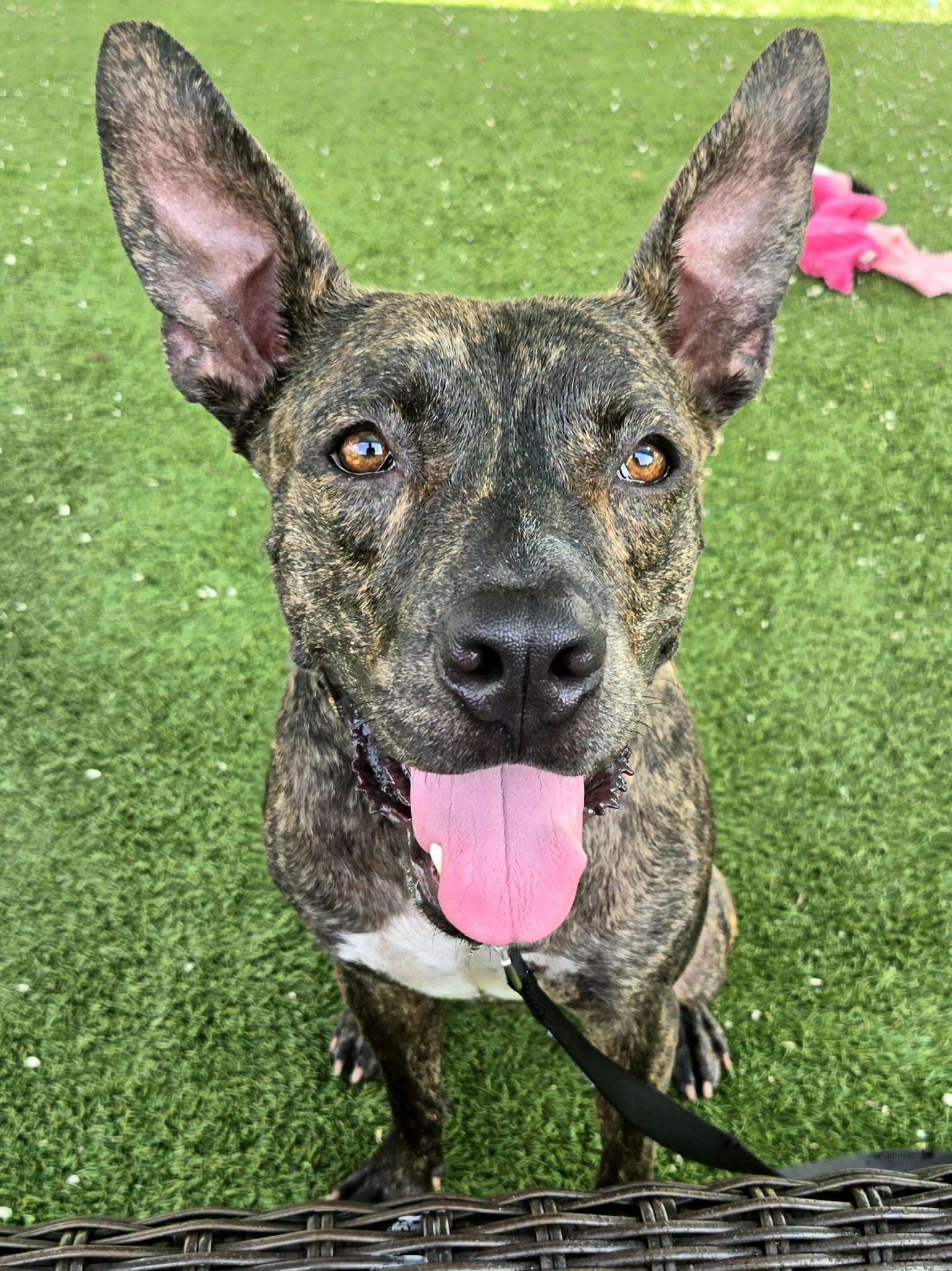Wybie, a American Staffordshire Terrier, available for adoption