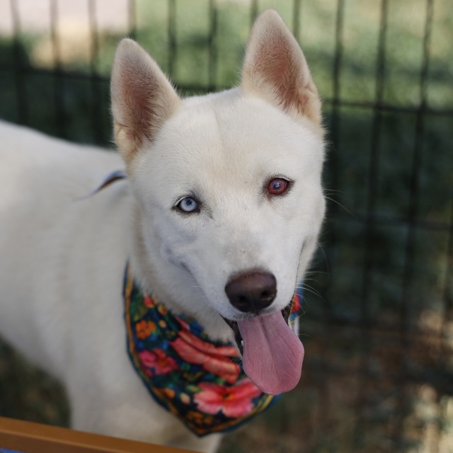 Snowman, a Husky (mix breed), available for adoption