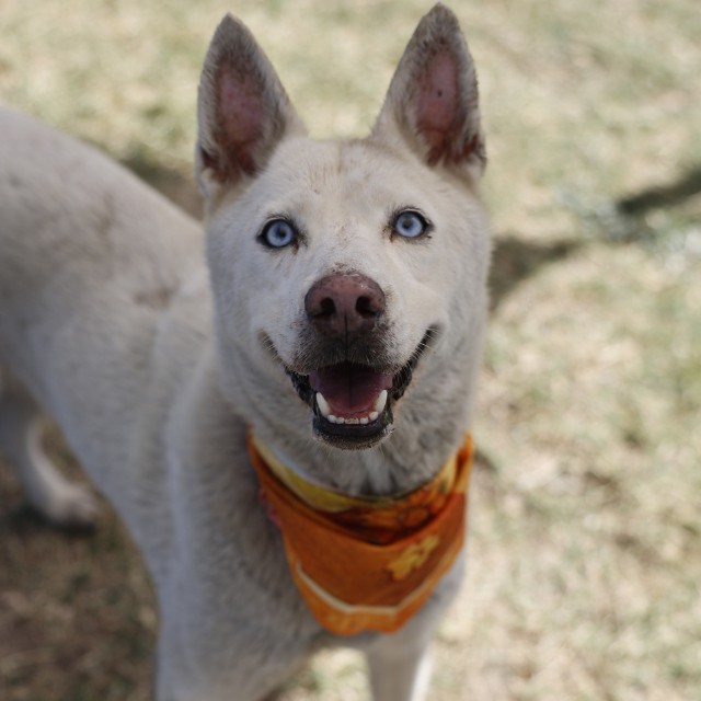 Dog, a Husky (mix breed), available for adoption